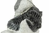 Detailed Hollardops Trilobite Fossil - Ofaten, Morocco #311127-3